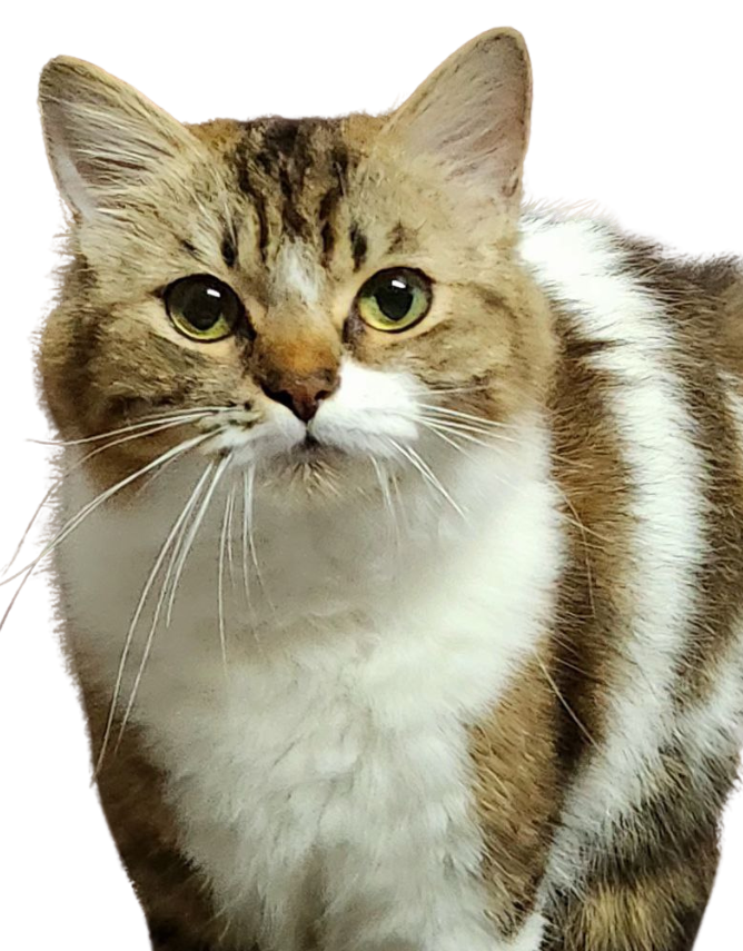 Cat enjoying Purr N Pawz nutrition