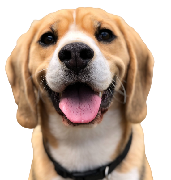 Dog enjoying Purr N Pawz nutrition